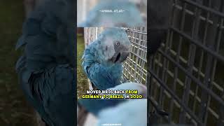 Extinct In The Wild  Spixs Macaw [upl. by Root938]