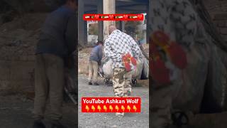 پسر مهربان افغانستانی در ایران youtube love afghan youtubeshorts shorts iran afg afghan [upl. by Ahsias]