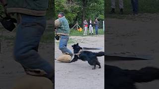 🎯🔥A true protector STRAZHODESSA Belgian Shepherd Groenendael training Odessa 2024 [upl. by Zoila]