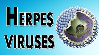 Herpes Symptoms Treatment and Causes [upl. by Hurty]