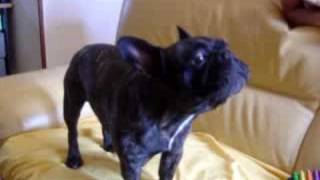 Val le Bouledogue francais qui chante French Bulldog [upl. by Nosnar]