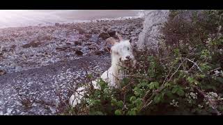 Llandudno Goats June 2022 [upl. by Nadnal344]