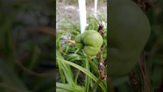 How to Harvest a Daylily Seed Pod [upl. by Mirelle]