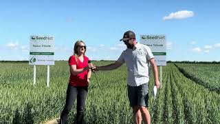 Hybrid rye seed winter triticale seed amp winter wheat tour [upl. by Ecnaret]