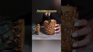 heat can a pineapple peel withstandshortstoptrending [upl. by Natika]