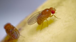 Complete Life Cycle of the Fruit Fly [upl. by Jim]