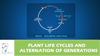 PLANT LIFE CYCLES AND ALTERNATION OF GENERATIONS [upl. by Eki105]