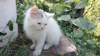 Removing a botfly larvae from cats kittens nose neck eyes [upl. by Cl]