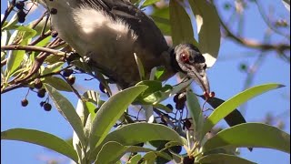 Noisy Friarbird in Queensland [upl. by Hortense237]