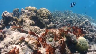 🔆 Best Snorkeling Mauritius Flic en Flac beach diving [upl. by Liagabba]