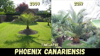 11 Years Timelapse of my canary date palm  Belgium [upl. by Lletram713]