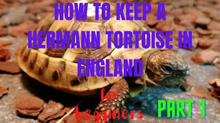 How to Keep a Hermanns Tortoise [upl. by Ennaxor818]