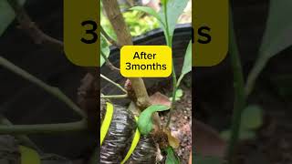 Saving A Broken Branch marcotting airlayering farming gardening gardeningideas [upl. by Tongue549]