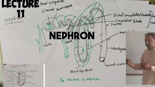 NephronFunctional unit of kidney anatomy  lecture 11class 10 thBiology [upl. by Morville137]