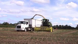 Mackenzie Vlogs while Chopping Sorghum [upl. by Bela]