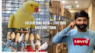 150 Love Birds Pair  50 Pair Ring Neck breeding Farm SS Aviary🦜  CN AVIARY [upl. by Standice]