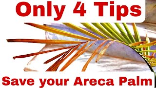 How to save areca palm from dying  Areca palm yellow leaves  Areca palm care [upl. by Errot677]