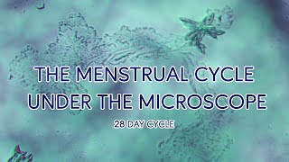 The Menstrual Cycle Under The Microscope 28 Day Cycle [upl. by Innavoij]