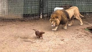 Lion missed his dachshund friend so much he stopped eating  then something amazing happened [upl. by Eterg]