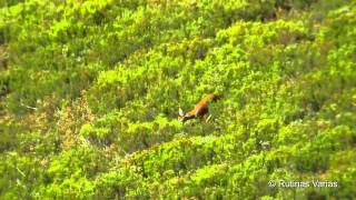 Corzos en celo Capreolus capreolus Roe Deer [upl. by Enilhtak603]