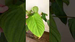 Want a Philodendron With Big Leaves Buy These Varieties [upl. by Till]