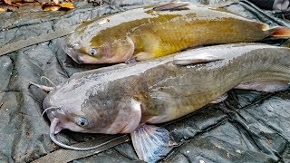 How to Find Catfish in Winter  Best Fishing Tips to Catch More Catfish [upl. by Adnauqahs]