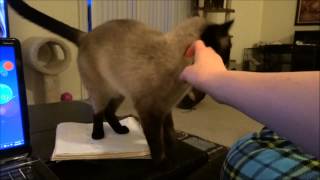 Trying to relax with a chatty siamese cat [upl. by Hgalehs601]