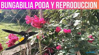 PODA Y REPRODUCCION DE BUGAMBILIA O VERANERA [upl. by Sergio503]