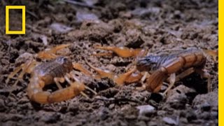 Cannibal Scorpions vs Shrew  National Geographic [upl. by Mcdade]