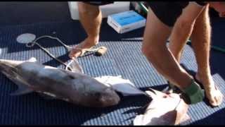 Deep Sea Fishing Australia [upl. by Suiravat]