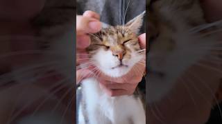 Cute Kitten Doing Head Massage Exercises  Relax and Enjoy cute cat catperson [upl. by Anileba922]