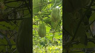 Chayote vegetable  ಸೀಮೆ ಬದನೆಕಾಯಿ nature natureandhisbeautifulthings vegetable [upl. by Burch670]