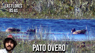 Pato overo 4K Mareca sibilatrix Chiloé wigeon Pato ovejero Pato real Marreca chilena oveira [upl. by Evreh205]