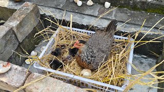 Hen hatching eggs 21 days for chick  broody eggs harvesting [upl. by Asilef]