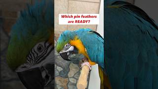 Opening Bird Pin Feathers Which Pins Are Ready Comparison parrot care [upl. by Nyleimaj]