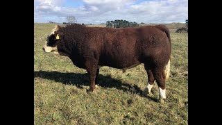 Lot 3 Glen Anthony 2227 [upl. by Meter]