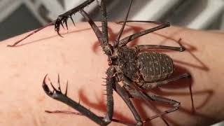 Tailless Scorpion Crawls Slowly On Owners Arm  1087417 [upl. by Ellemac]