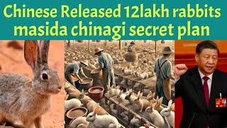 China na 12 lakh rabbits marubhumida thadoklisi karigino China gi fajana planning [upl. by Ming]