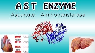 aspartate aminotransferase Enzyme  Clear Over View [upl. by Tomchay]