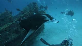 Manta Ray  Fesdhoo Wreck Maldives mantaray wreckdiving [upl. by Arratoon]