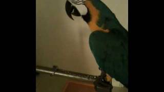 Macaw  Parrot cursing Angry Bird saying WTF [upl. by Hsirk211]