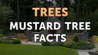 Mustard Tree Facts [upl. by Genvieve528]