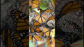 The long journey of the Monarch butterfly shorts monarchbutterfly butterfly [upl. by Nuahsel]