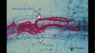 Understanding Root Lesion Nematodes [upl. by Sherris702]