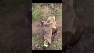 Steppe passions Part3 fight between gophers [upl. by Showker]