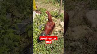 Rooster Aseel Tamilnadu  youtubeshortsviralshortsshorts [upl. by Bilak126]