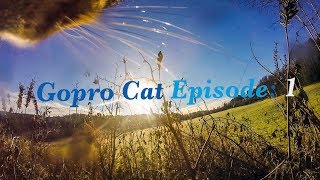 Cat with GoPro fighting and catching mouse Episode 1 [upl. by Theodoric]