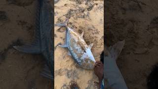 Handline fishing Giant Trevally Fish Catching shorts viral fishing [upl. by Eugilegna]