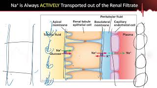 Kidneys Part 3  Sodium and Water Reabsorption in the Proximal Convoluted Tubules [upl. by Ahsael314]