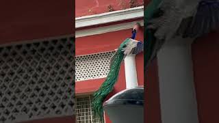 Flying Peacock  Peacock feathers  Peacock flight  Peacocks wings  National Bird India peacock [upl. by Nikal]